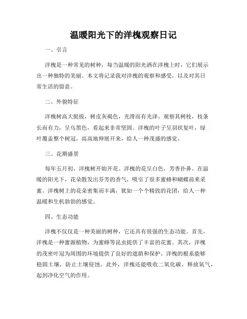 温暖阳光下的洋槐观察日记
