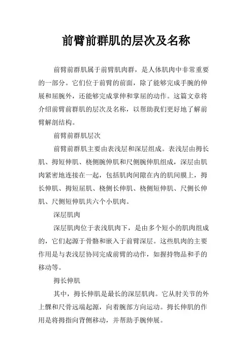 前臂前群肌的层次及名称