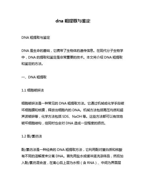 dna粗提取与鉴定