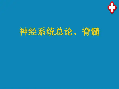 神经系统(护理解剖学课件)