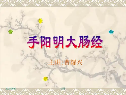 -手阳明大肠经 ppt课件
