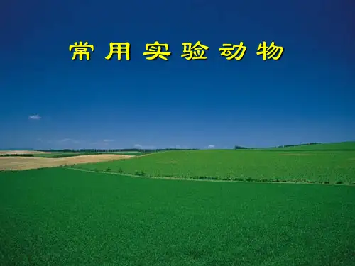 常用实验动物1