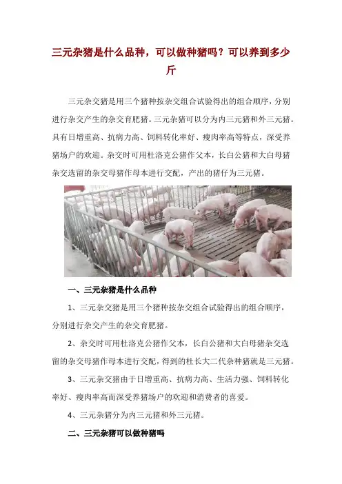 三元杂猪是什么品种,可以做种猪吗？可以养到多少斤
