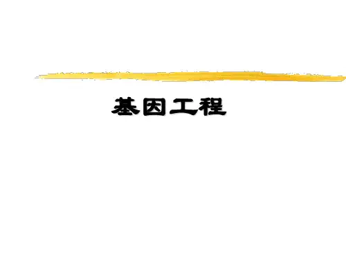 基因工程ppt