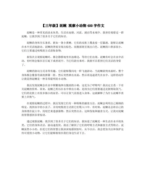 【三年级】泥鳅 观察小动物400字作文