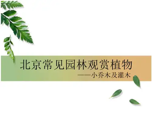 北京常见园林观赏植物小乔木及灌木