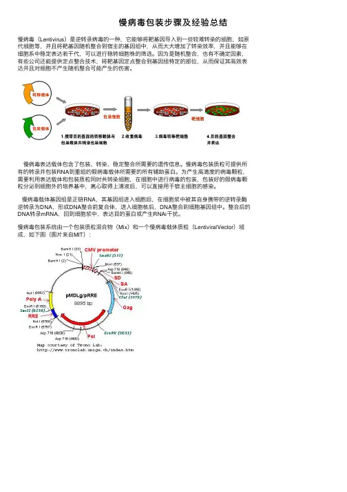 慢病毒包装步骤及经验总结