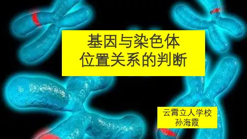 基因与染色体位置关系的判断ppt