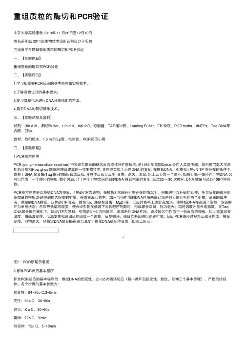 重组质粒的酶切和PCR验证