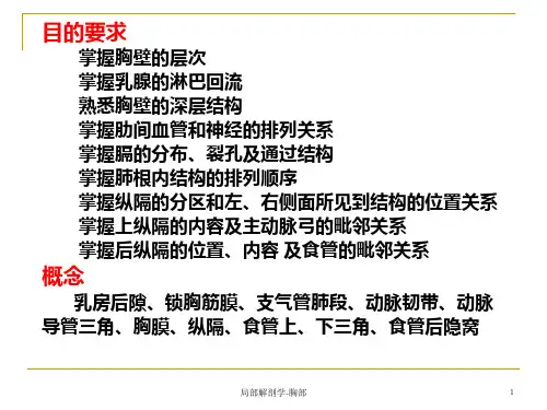 局部解剖学-胸部课件