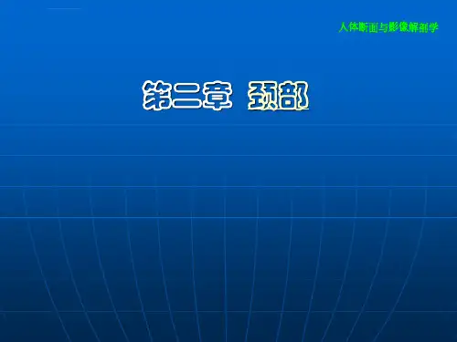 颈部断层解剖学课件