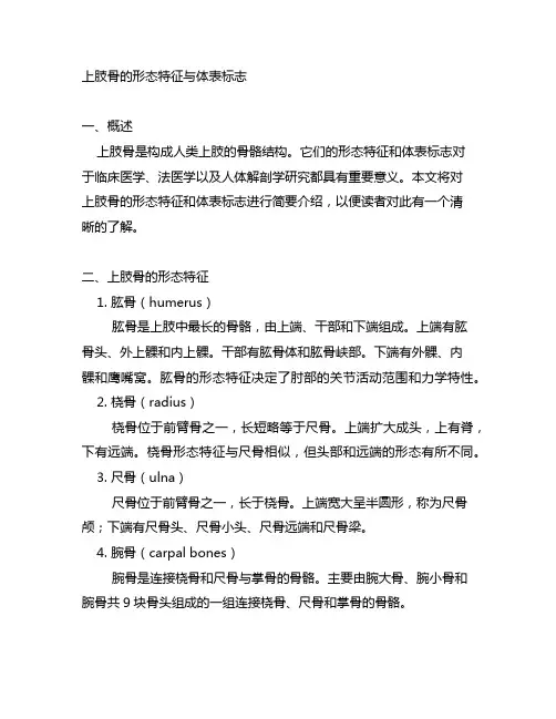 上肢骨的形态特征与体表标志简述
