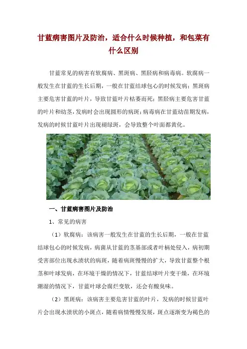 甘蓝病害图片及防治,适合什么时候种植,和包菜有什么区别