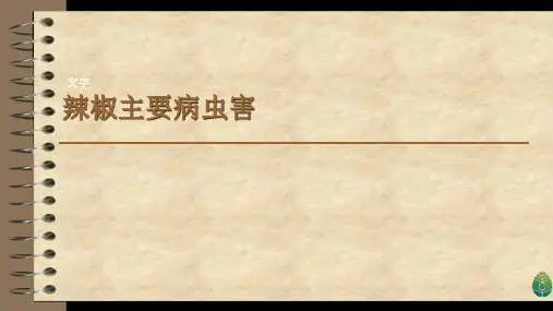 辣椒主要病虫害.pptx