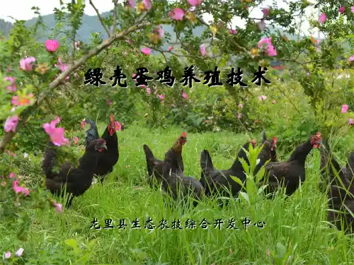 绿壳蛋鸡养殖技术与疾病防控