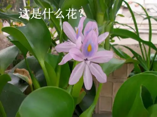 《生物入侵者》课件