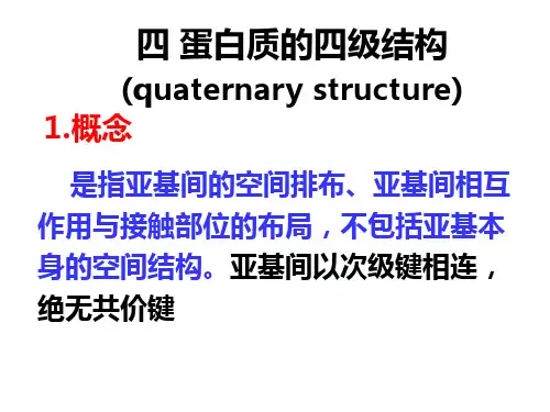蛋白质的四级结构