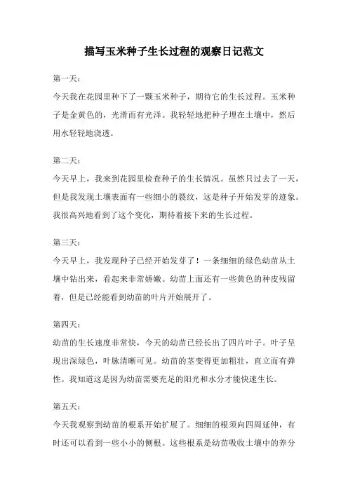 描写玉米种子生长过程的观察日记范文
