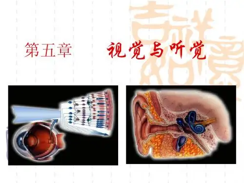 08 视觉与听觉