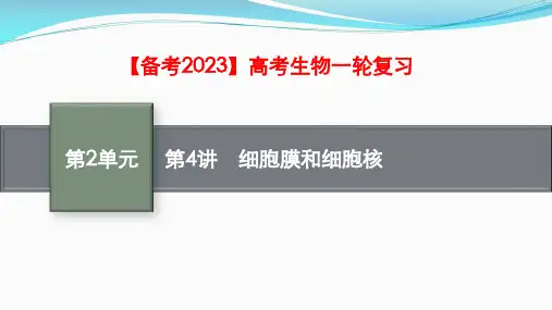 【备考2023】高考生物一轮复习：第4讲 细胞膜和细胞核(共55张PPT)