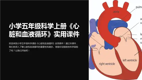 小学五年级科学上册《心脏和血液循环》实用课件