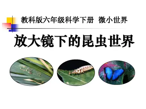 六下《放大镜下的昆虫世界》精品PPT课件(教科版科学)