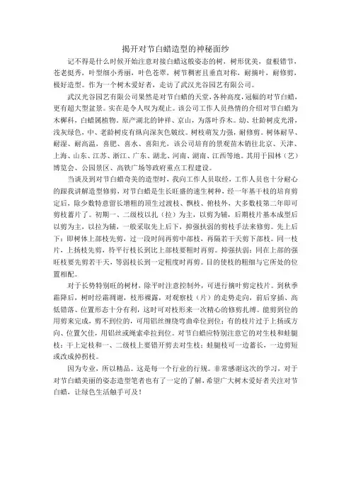对节白蜡