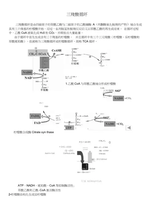 三羧酸循环