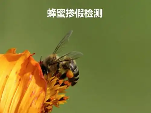 蜂蜜掺假检测最终