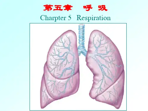 动物生理学--呼吸-课件