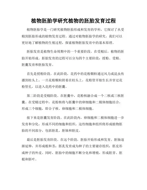 植物胚胎学研究植物的胚胎发育过程