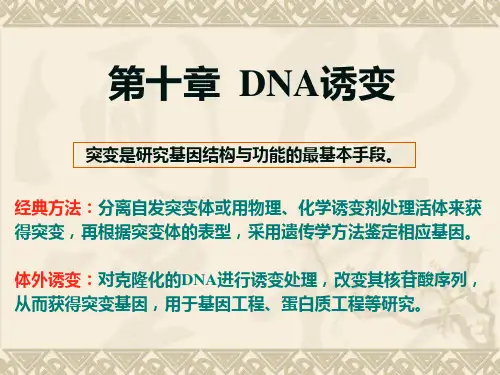 基因工程8-DNA诱变ppt课件