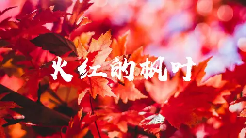 火红的枫叶语文PPT课件