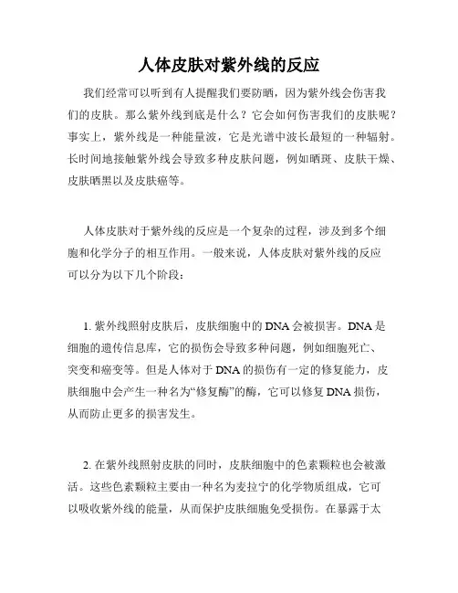 人体皮肤对紫外线的反应