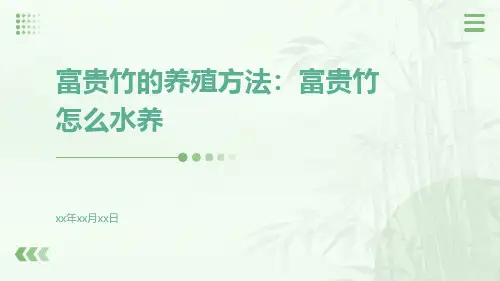 富贵竹的养殖方法：富贵竹怎么水养