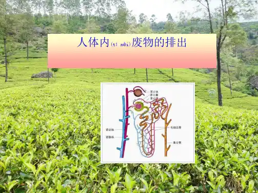 七年级生物下册 3.4《人体内废物的排出》复习课件