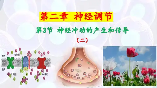 神经冲动的产生和传导第2课时课件高二上学期生物人教版选择性必修