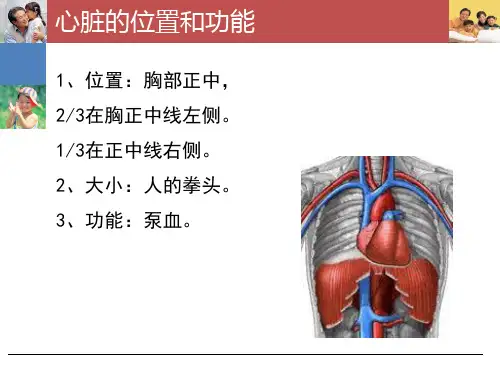心脏的基础知识课件
