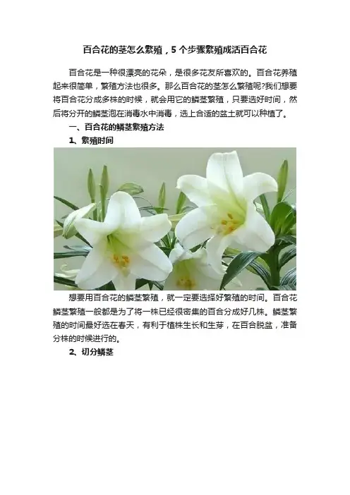 百合花的茎怎么繁殖，5个步骤繁殖成活百合花