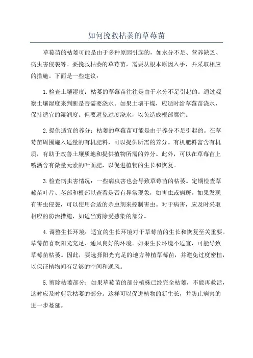 如何挽救枯萎的草莓苗