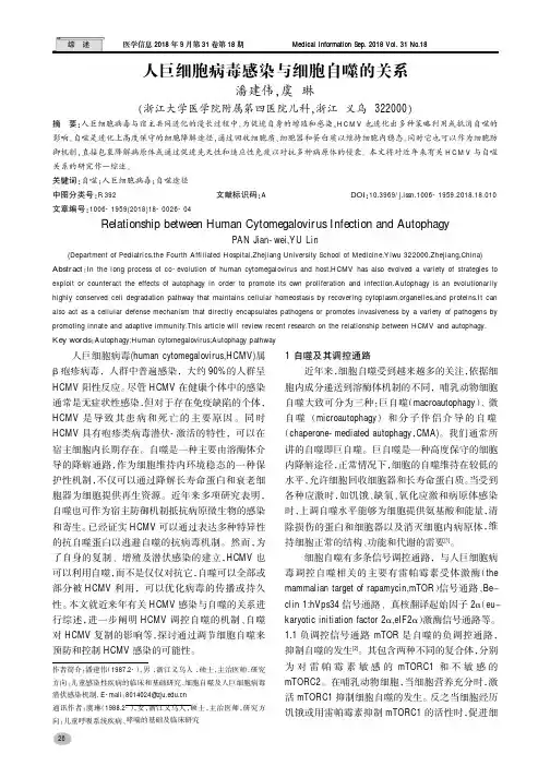 人巨细胞病毒感染与细胞自噬的关系