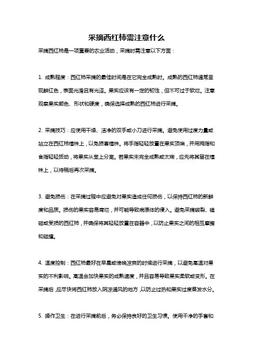 采摘西红柿需注意什么