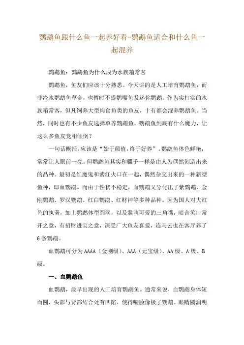鹦鹉鱼跟什么鱼一起养好看-鹦鹉鱼适合和什么鱼一起混养