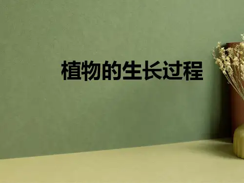 植物的生长过程PPT课件