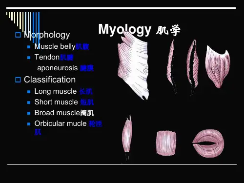 解剖学 肌肉(英文版)