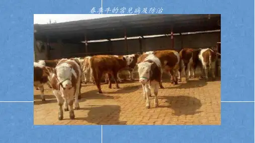 春季牛常见的疾病