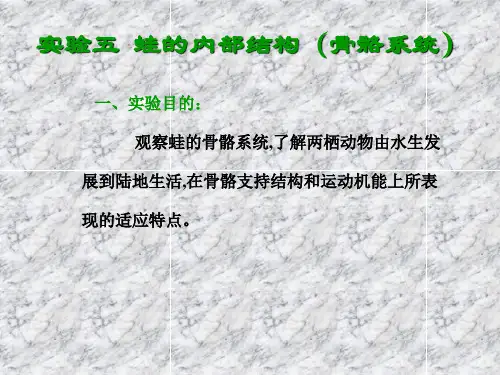 实验五蛙的内部结构-骨骼系统精品PPT课件