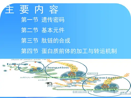 生物信息的传递--从RNA到蛋白质