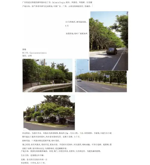 广东较适宜的景观庭院树木