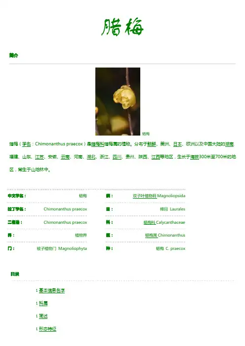 百科全书-植物篇_腊梅